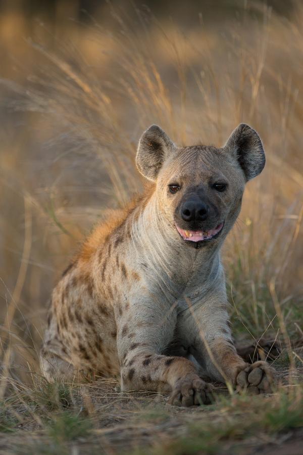 Southern Sands Eco Lodge Hoedspruit Exteriér fotografie